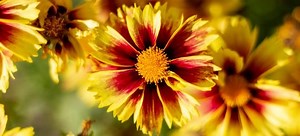 How to Prune a Coreopsis | DoItYourself.com