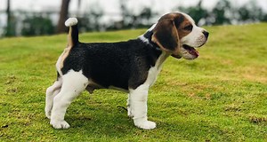 Beagle Puppies Sale in India | Beagle Puppies Price India - Premium Pet House