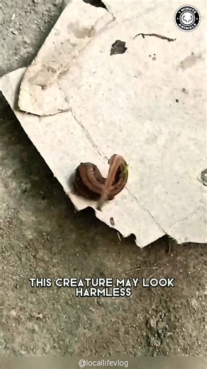 66K views · 738 reactions | Leech 喝 The BLOOD-Sucking Worm! It sticks, it feeds, and it won’t let go. But here’s the twist — doctors actually use them to heal. Creepy… but kind of amazing. #leech #wildlife #animalfacts #1minuteanimals | 1 Minute Animals | Facebook