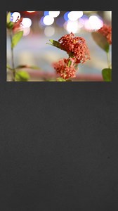 32 reactions · 15 shares | Meet the new RF28-70mm f/2.8 IS STM lens: compact, lightweight, and versatile.  It's perfect for mastering both photos and videos with stunning quality and performance. Take your photography and videography to a whole new level. Discover more here: https://bit.ly/RF2870New | Canon Singapore | Facebook