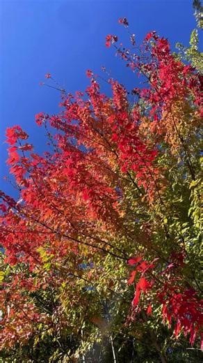 Level up your tree identification game by using fall colour for native maple trees. Disclaimer - this is a generalization that does not cover varieties or cultivars. There may be exceptions or overlaps in colour between species and with other maple species that are not mentioned. While multiple features should be used to pinpoint an exact species, this will be a shortcut for some native maple trees in the Toronto area. Sugar Maple (Acer saccharum) leaves have five lobes with smooth edges which t