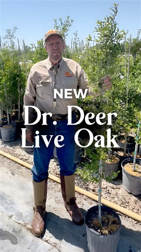 NEW: Dr. Deer Live Oak 🌳 Early acorns in 3–4 years from a proven Mother Tree line. Dense, evergreen cover to hold deer on your land. Perfect for Southern properties (Zones 7–10). 🎥 Watch the clip → Then order yours today at http://wildtree.co/shop | Wildtree