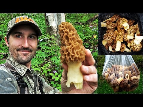 MOREL MUSHROOM HUNTING GUIDE 2025 + HOW TO FIND MORELS & SLIPPERY ELM TREES + TIPS & SECRETS