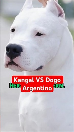 Kangal VS Dogo Argentino