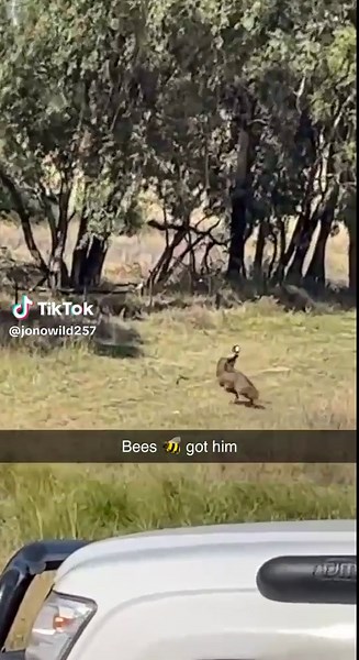 #australia #emu #emuaustralia