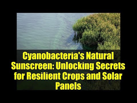 Cyanobacteria's Natural Sunscreen: Unlocking Secrets for Resilient Crops and Solar Panels