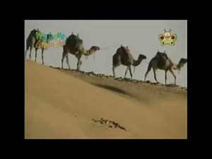 The Amazing World - Camel Theme