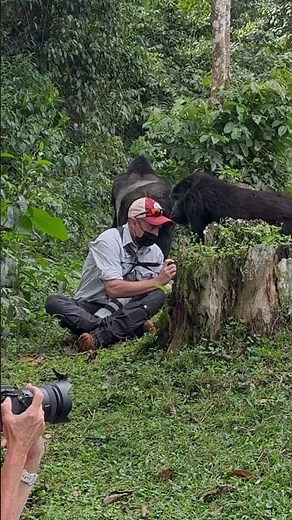 Silverback Gorilla Slams the Ground in Power | Ultimate Display of Dominance