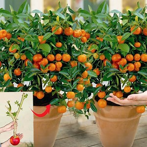 how to grow orange tree from seed orange plant growing | Garden Tree