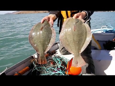 NZ Flounder Fishing