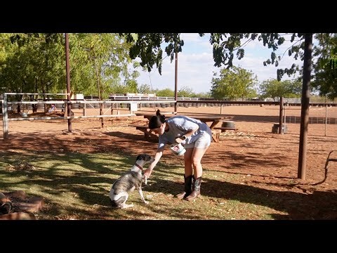 Dog training, ft. A nervous Whippet 