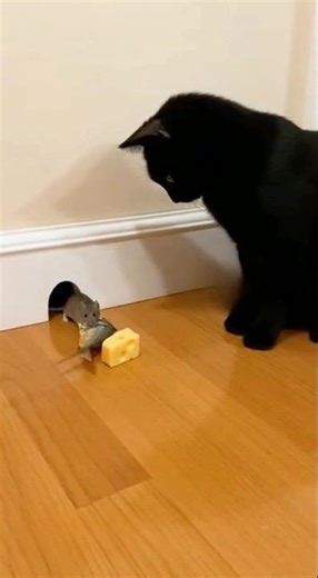 Cat set a cheese trap… Rat showed up with customer service energy 🧀🐟🤣