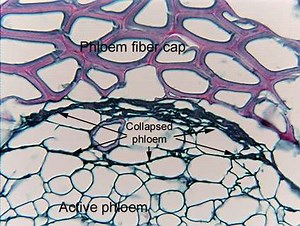 Phloem Functions, Cells, Tissue and Structure - Jotscroll