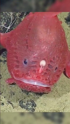 Angler Fish: A Deep-Sea Predator