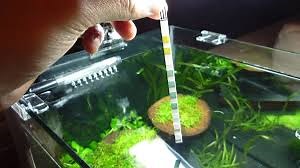 7 Effective Ways to Lower pH in Your Home Aquarium