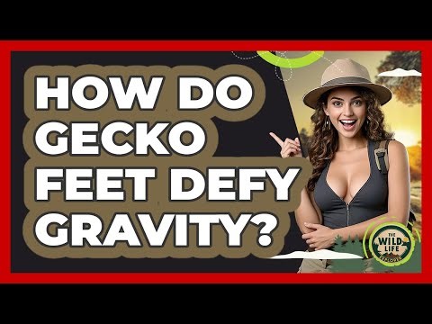How Do Gecko Feet Defy Gravity? - The Wild Life Explorer