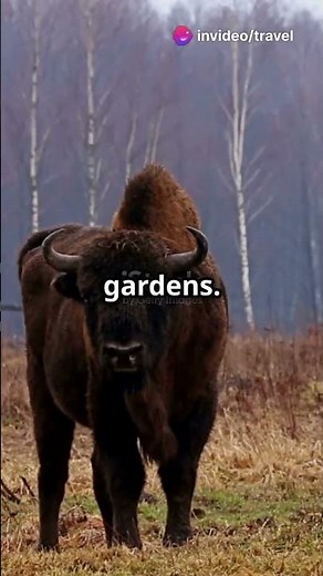 Discover Belarus’ Must-See Destinations! 🇧🇾✨ #BucketList | Travel Guide #belarus #belarustravel