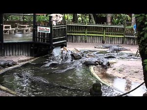 Alligator feeding time at the St. Augustine Alligator Farm Zoological Park