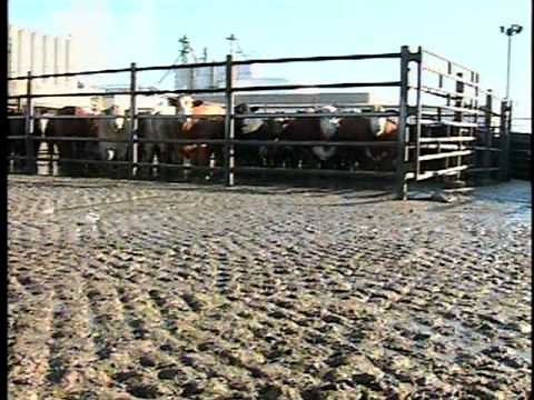 Humane Handling of Livestock and Poultry (English)