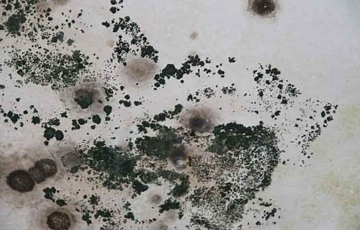 Black Mold in Toilet Bowl & Tank-Causes and How to Get Rid - Toiletseek