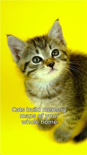 How Cats Map Your Home Using Memory 🧠🐾