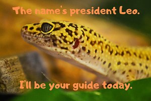 The Ultimate Leopard Gecko Care Guide   Free Care Sheet