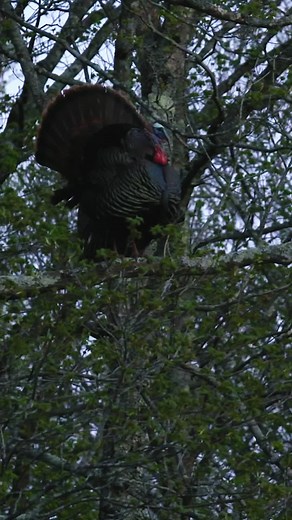 Cartel Custom Calls on TikTok