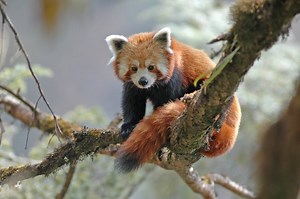 Red pandas: Adorable gardeners of the bamboo forest | One Earth