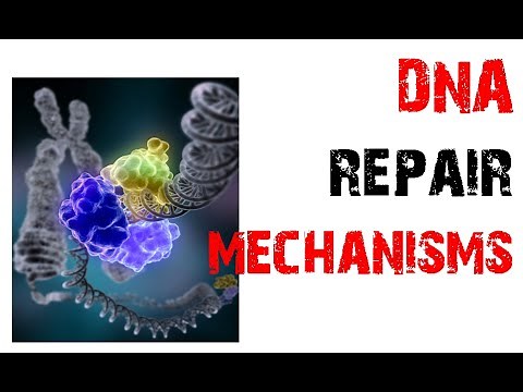 DNA repair mechanisms