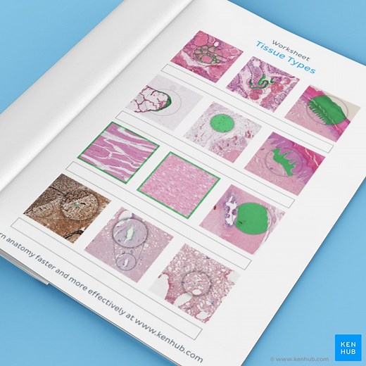 Need help identifying tissues? Try our tissue quizzes!
