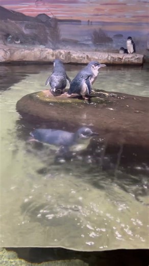 Penguin swimming, Camden Aquarium