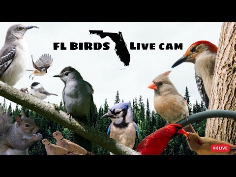 LIVE ✨ FLORIDA Bird Feeder Cam 🌥️ WEDNESDAY Birds, Squirrels, Nature #cattv #live #birdfeeder