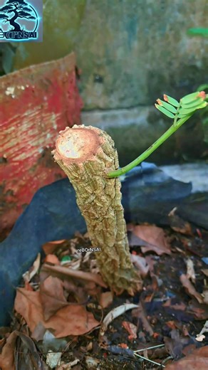 4.9K views · 54 reactions | How to graft a tamarind shoot.  #farmlife #gardening #empowerment #mentalhealth #personaldevelopment #resilience #bonsai #grafting #tamarind | Renz Sitohang | Facebook