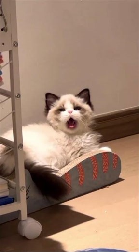 Angry or Cute? You Decide! 😼🤣