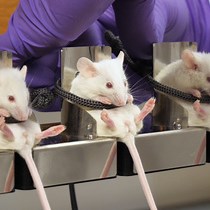 A Positioning Device for the Placement of Mice During Intranasal siRNA Delivery to the Central Nervous System