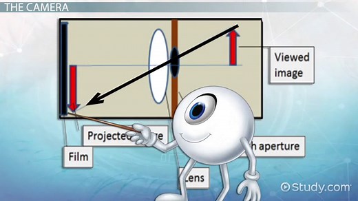 Human Eye Lesson for Kids: Facts & Anatomy