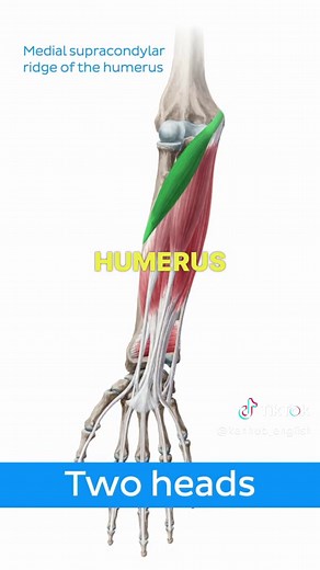 Anatomy of the Pronator Teres Muscle Explained