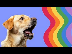 How Dogs SEE the World - UNDERSTAND DOG VISION