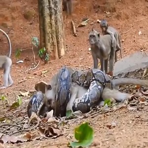 2.4M views · 18K reactions | Big python attacks Monkey in the forest #animal #animals #snake #snack | Embrace your Heart | Facebook