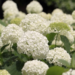 Hydrangeas are one of the easiest plants to grow from cuttings and NOW is the time Make sure the base of your cutting is at a node and you are taking this years growth, Remove any flower buds and off you go, Have a look as I show Daithi how easy it is | The Irish Gardener