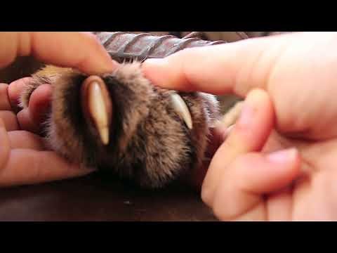 Where are the claws?