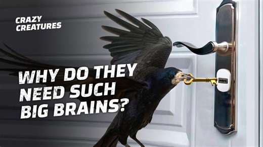 The Remarkable Intelligence of Crows