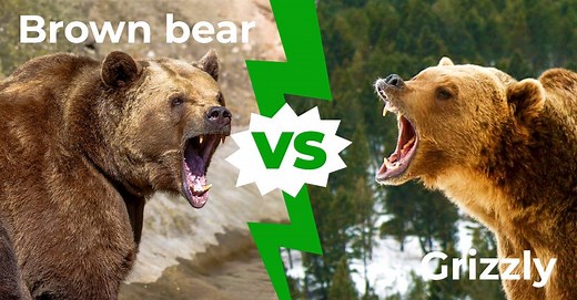 Brown Bear vs Grizzly Bear: 4 Key Differences