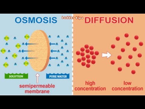 Differences between Osmosis and Diffusion | Biology | Ladder Tips