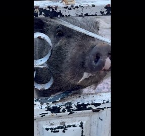 Beware Of Strange Dog