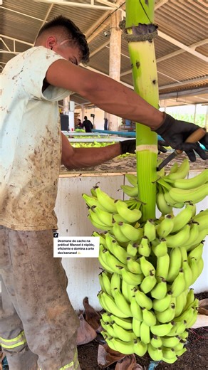 Desmane do cacho: A arte de colher bananas