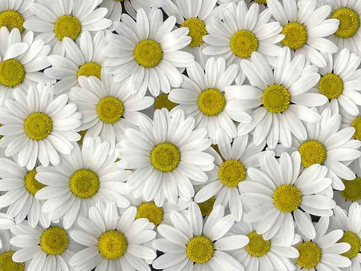 45 Flowers That Start With S (List of Flower Names S)