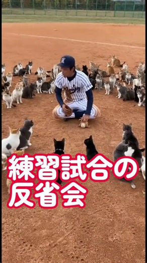 甲子園を目指す野球部の反省会ｗ #プロ野球 #野球 #甲子園 #猫