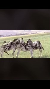 Zebra Mating in Seringaty National Park, Tanzania