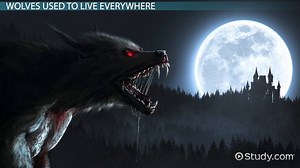 Wolf Habitat: Lesson for Kids